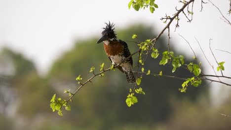 a-giant-kingfisher-with-dark-gray-upperparts-and-white-edged-feathers-looking-around-for-prey-fish-from-a-branch-among-the-bushes-in-South-Africa