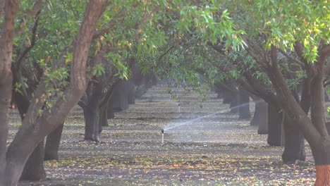 Los-Almendros-Se-Riegan-En-Un-Campo-De-California-Durante-Un-Período-De-Sequía-3