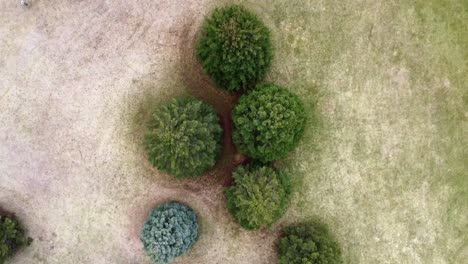 aerial flyover of some trees in a grassy maintained field