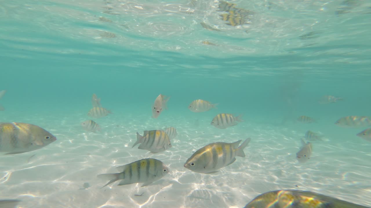 Underwater - Close up of yellow fishes passing right in front of the camera, showing their cute faces
