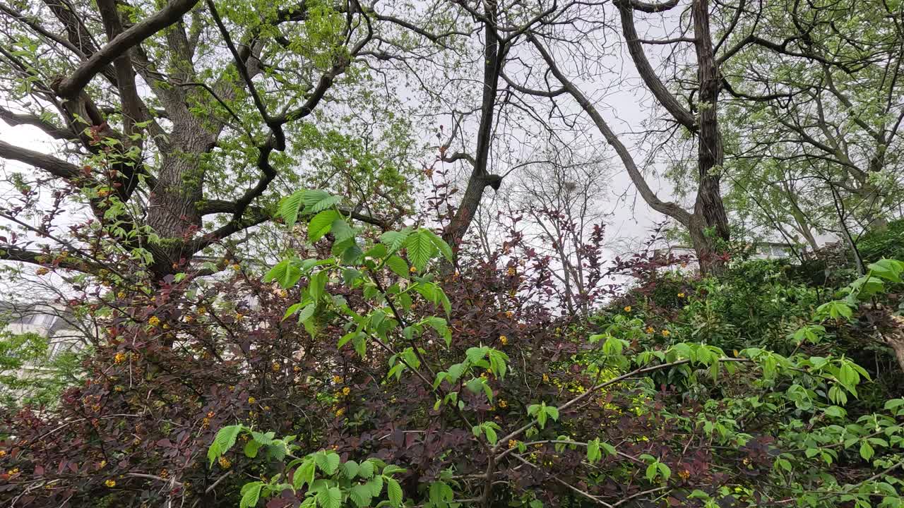 árboles y plantas en un parque de parís