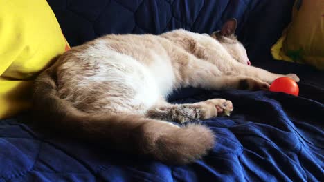 gato cansado durmiendo en una tarde tranquila