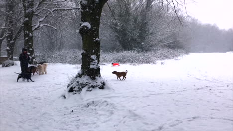 A-large-group-of-Dogs-play-in-a-Snowy-Scene-in-the-Woods