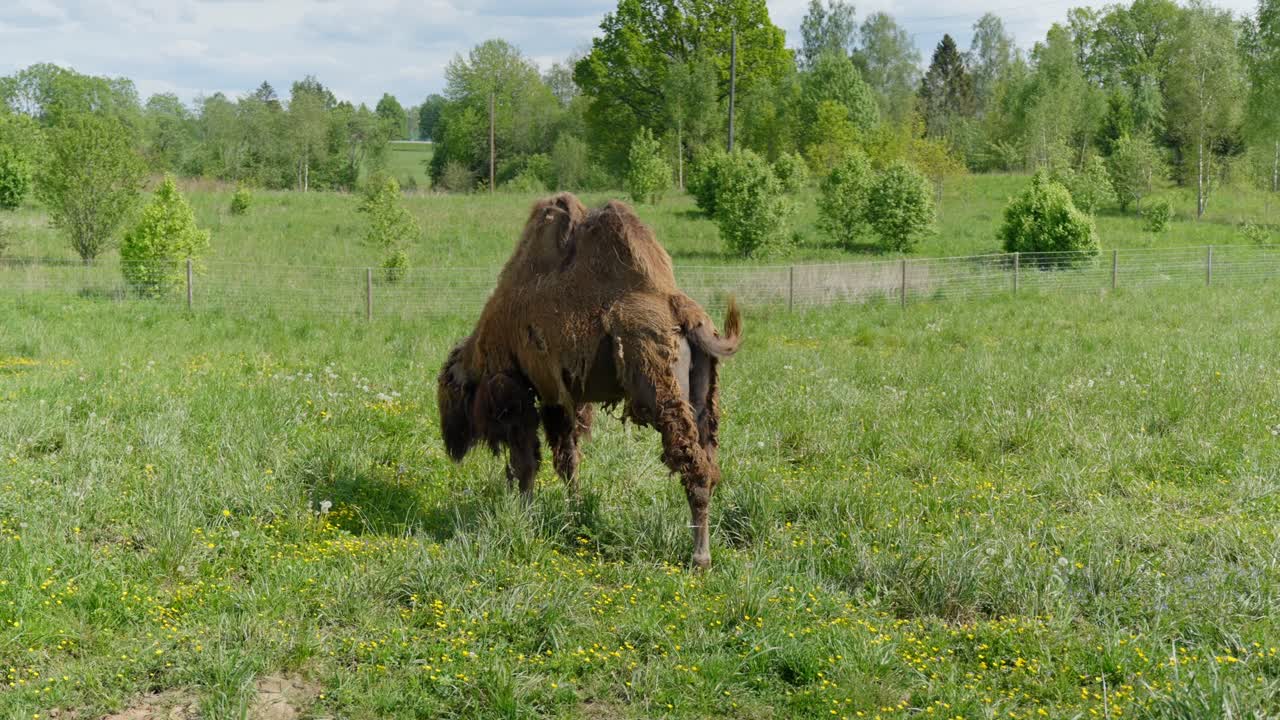 Bactrian camel grazing in green meadow on a sunny spring day