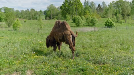 bactrian camel grazing in green meadow on a sunny spring day