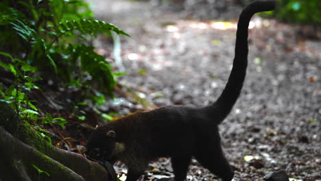 Pizote-Coatí-De-Nariz-Blanca,-También-Conocido-Como-Coatimundi,-Es-Una-Especie-De-Coatí-Y-Miembro-De-La-Familia-Procyonidae