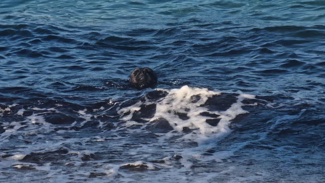 Black Dog Swimming in Sea Waves at Beach on Sunny Afternoon, Slow Motion