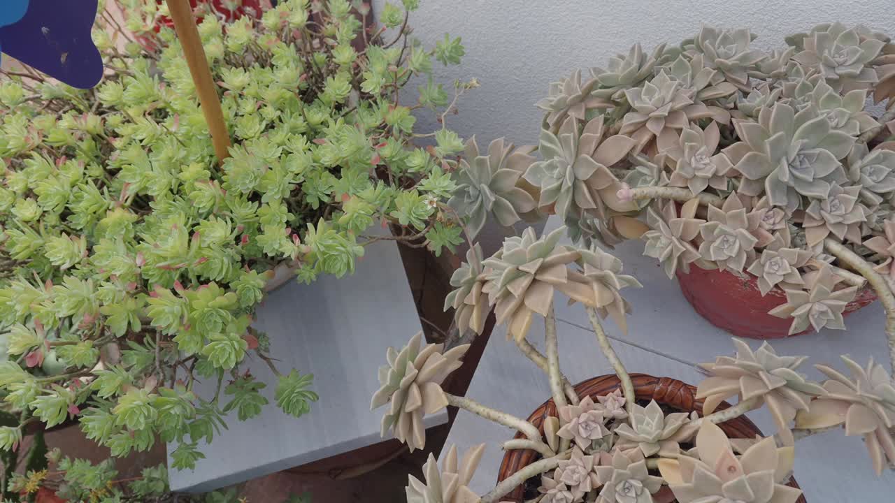 Collection of Potted Succulent Plants