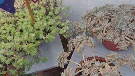 collection of potted succulent plants