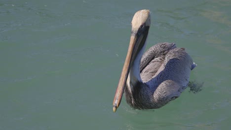 Brauner-Pelikan-Schwimmt-Im-Ozeanwasser-Von-Florida