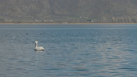 A-dreamy-landscape-of-a-Island,-Hawaii-mountains,-blue-ocean,-wildlife-in-the-water,-white-pelican,-seagulls-ducks-and-other-birds,-steady-shot,-4K-video,-slow-motion