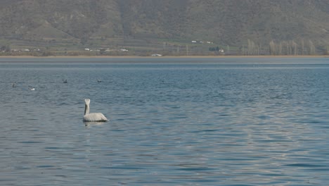 un paisaje de ensueño de una isla, las montañas de hawaii, el océano azul, la vida silvestre en el agua, pelícano blanco, gaviotas patos y otras aves, disparo constante, video 4k, cámara lenta