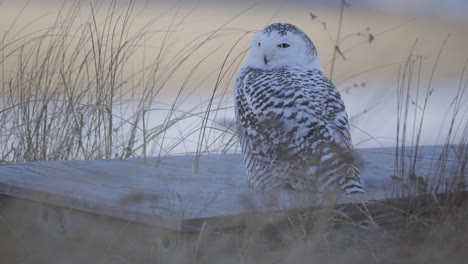 closeup of a snowy owl perched on driftwood among beach grass in soft evening light