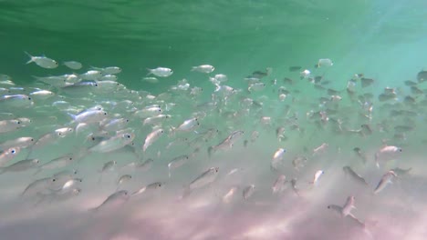 thousands of fish under water. incredible ocean. wild ocean. nature is amazing. underwater marine life relaxing view of fish.