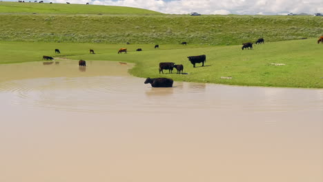 Rebaño-De-Vacas-En-El-Abrevadero,-Estableciendo-Tiro