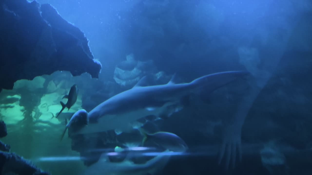 Scena subacquea in acquario con squali e pesci