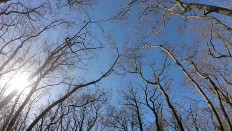 el recorrido por el bosque