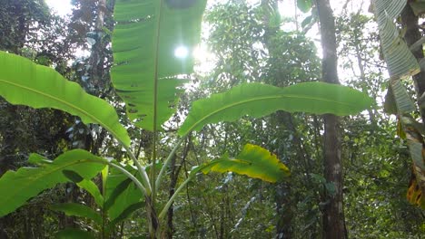 hojas de plátano en el bosque tropical, luz solar en el fondo