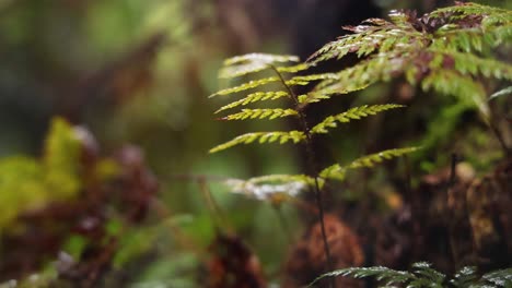 close-up of fern leaves in a rainforest