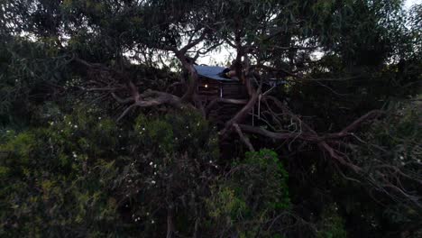 wooden tree house in a large tree - drone shot
