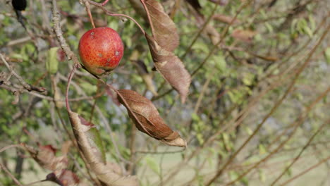 An apple on the apple tree at autumn wind