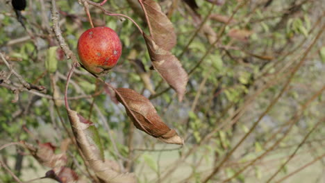 una manzana en el manzano en el viento de otoño