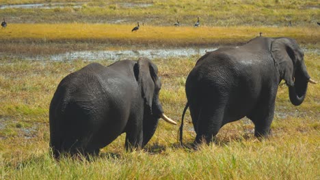 two african elephants with tusks walk and feed in swampy wetland, close up