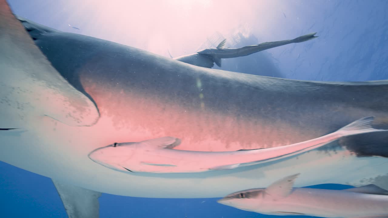 Emma the famous tiger shark swims by and up to the surface with beautiful light in the bahamas at Tiger Beach with a boat at the surface 3