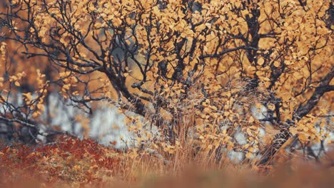 Bright-yellow-leaves-on-the-dark-twisted-branches-of-the-dwarf-birch-tree