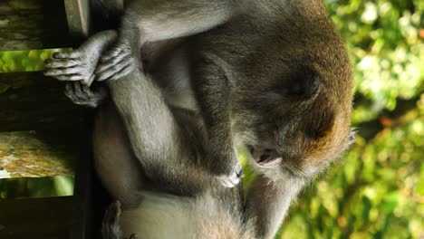 Vertical-static-shot-of-two-macaque-monkeys-in-the-Sacred-Monkey-Forest-Sanctuary-on-bali-indonesia-while-one-is-lying-and-being-deloused-by-the-other-on-a-railing