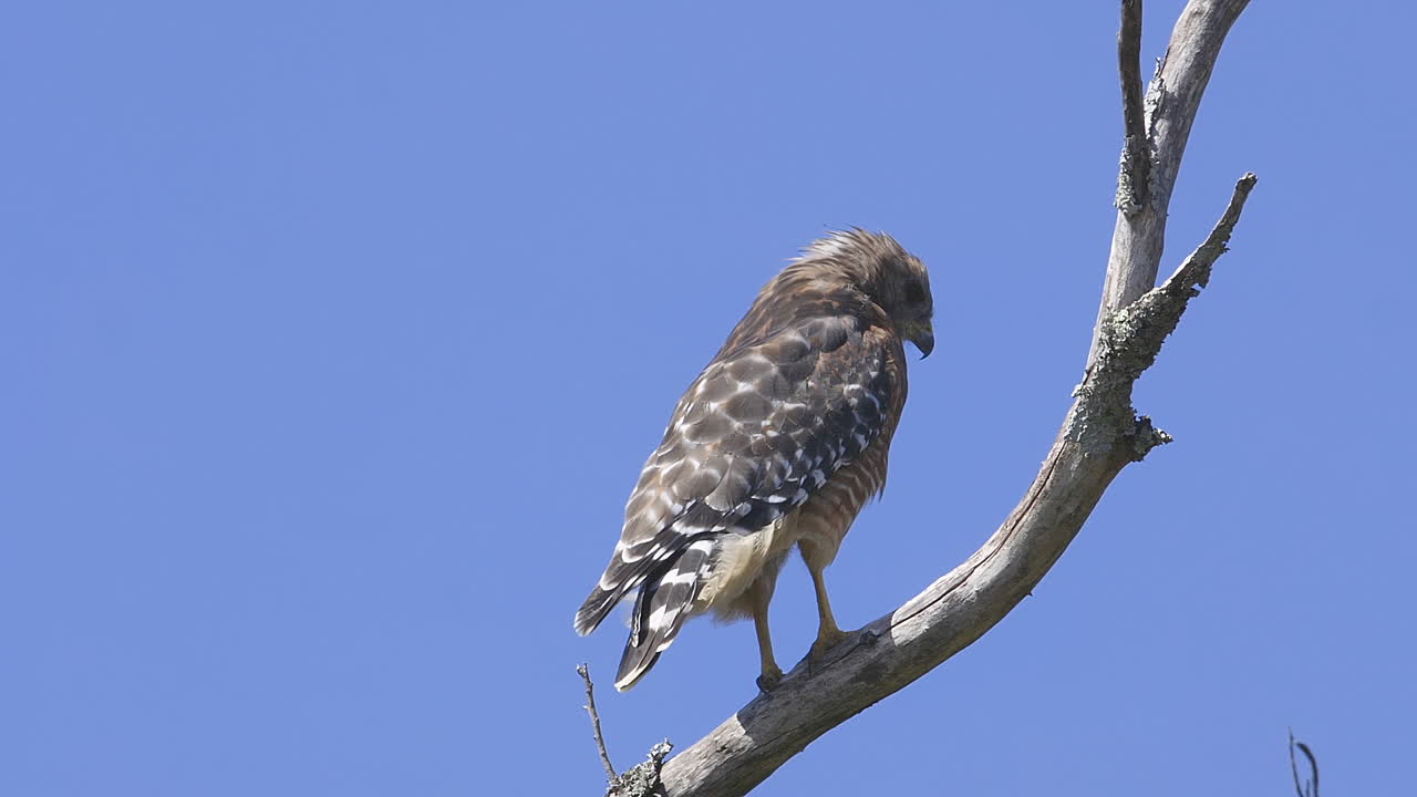 halcón de hombros rojos posado en una rama