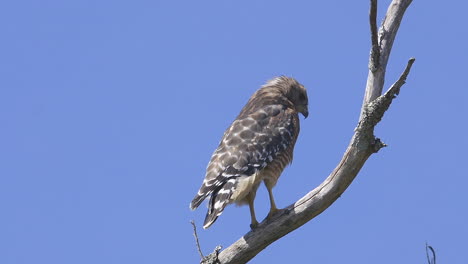 red-shouldered hawk perched on a branch