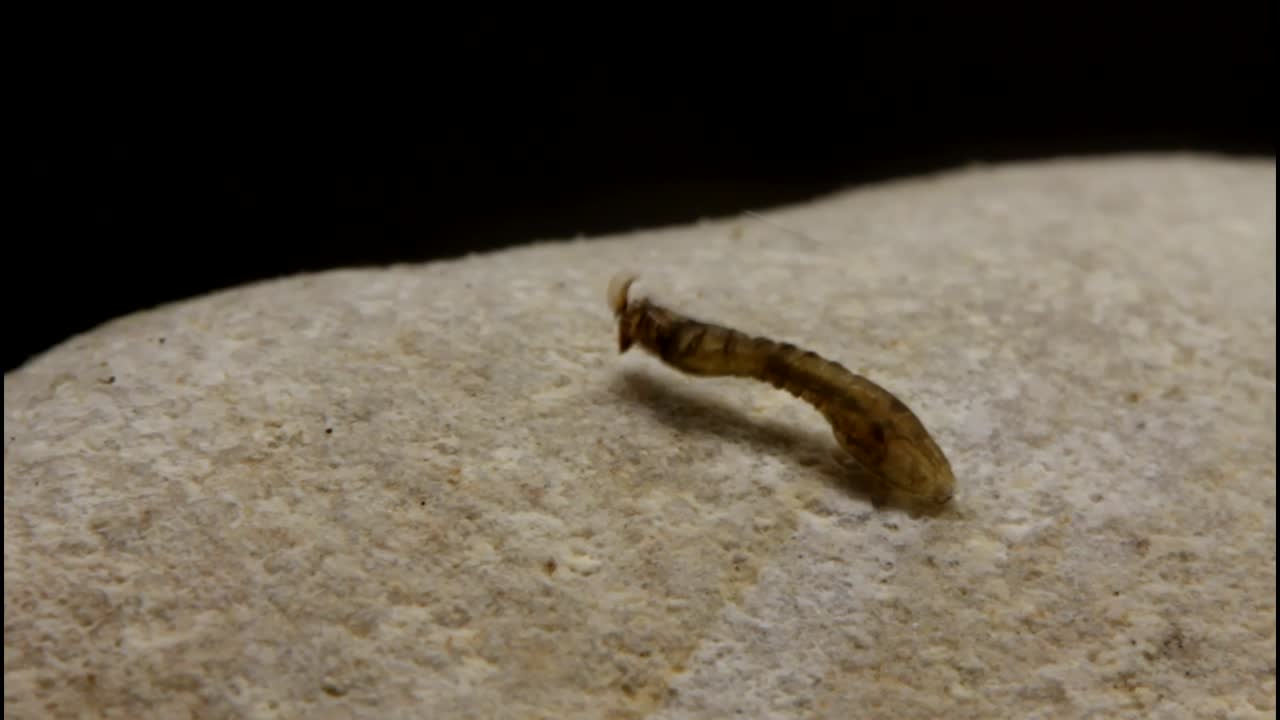 larva de mosca negra unida a la roca bajo el agua