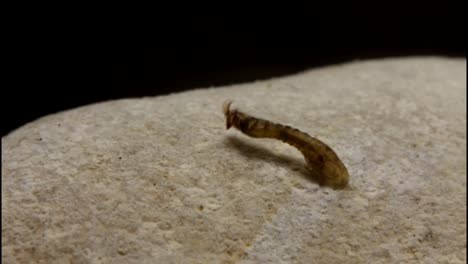 black fly larva attached to rock under water