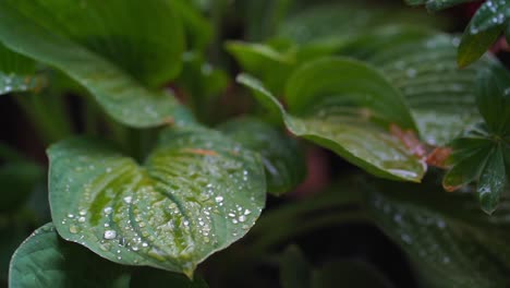 summer rain on green plant leaves a large droplet of water shakes leaf