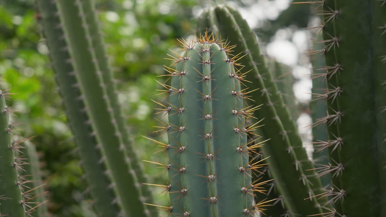 Close up of lady of the night cactus and it's vibrant spines