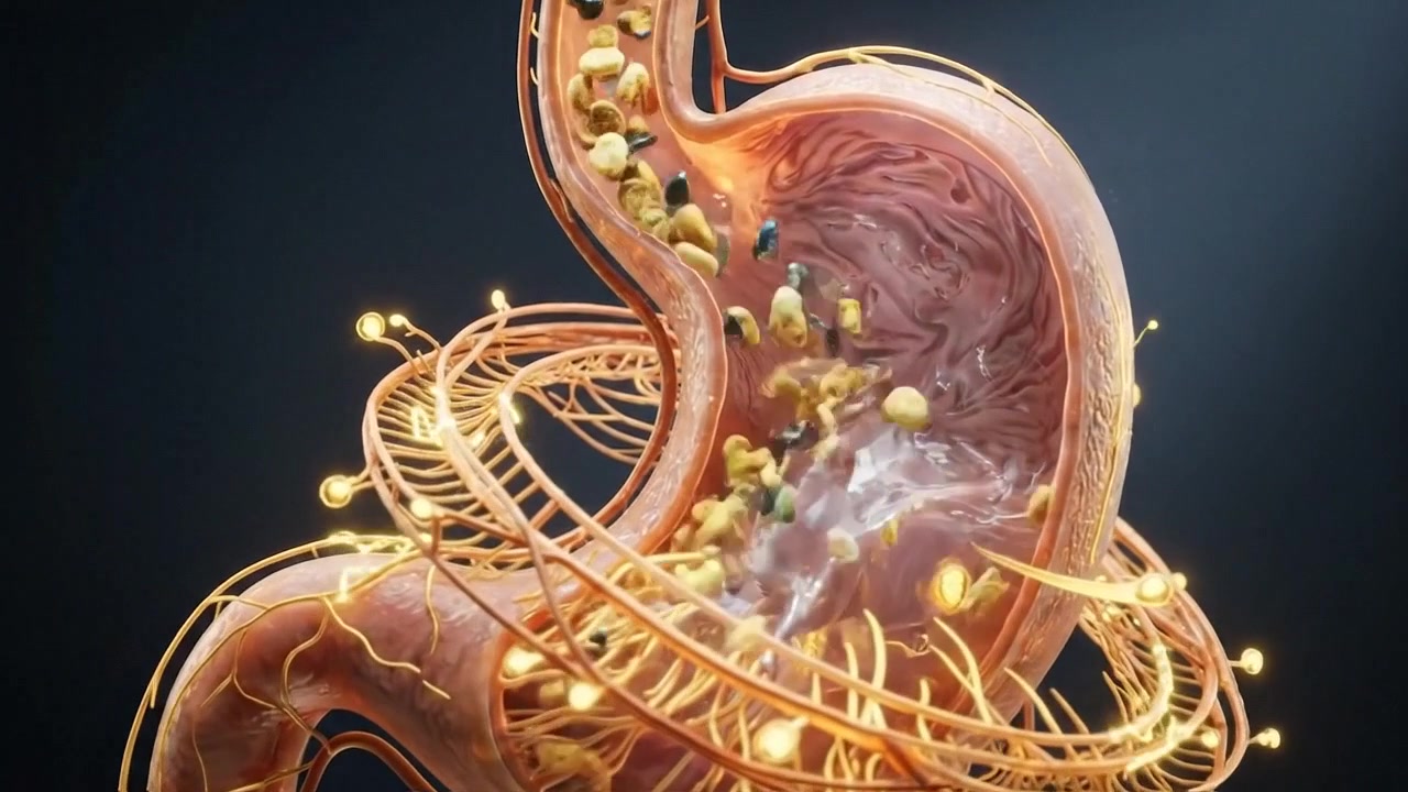 3D Medical Animation of Human Stomach Digestion Process