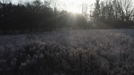 early morning winter landscape, tracking shot over frost-covered bushes into the dark, ray beams and backlight, very romantic
