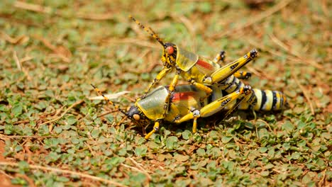 close up of two elegant grasshoppers, on the ground, one on top of the other, bottom one tries to get up, top one holds on tight, selective focus