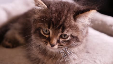 Kleiner-Süßer-Mainecoon-kätzchenjunge,-Der-Flauschig-In-Die-Kamera-Schaut