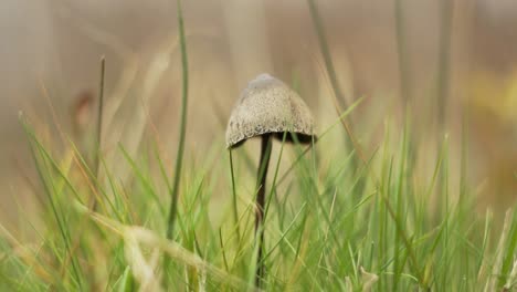 beautiful mushroom growing peacefully in the autumn grass
