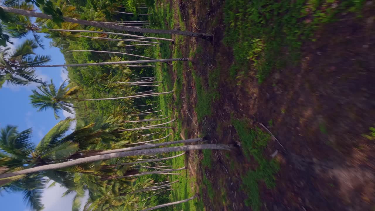 avión no tripulado volando a baja altitud entre las palmeras en la playa del valle, samana en la república dominicana