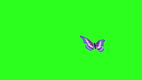 mariposa de belleza colorida animada en la pantalla verde tecla de croma