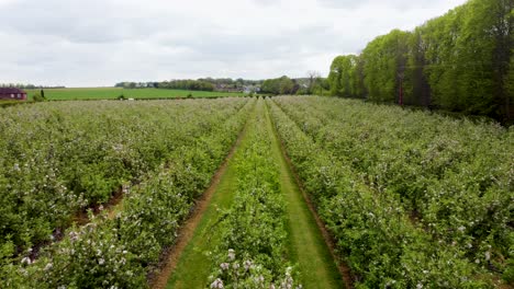 moving very slowly over the top of pink blossoming orchard trees