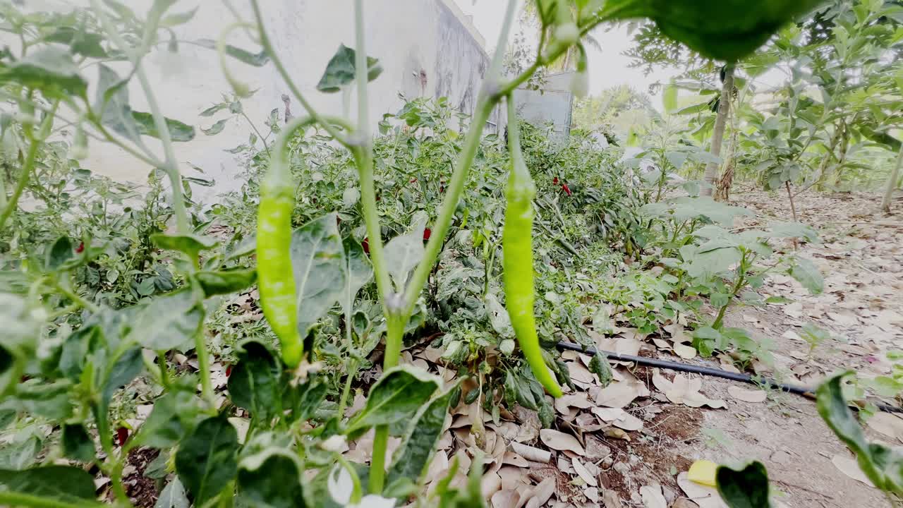 Red hot peppers are drooping from the branches.
