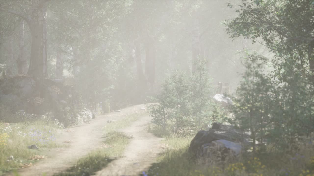 안개 가 가득 한 여름 아침 에  ⁇ 나무 들 에 들어오는  ⁇ 빛