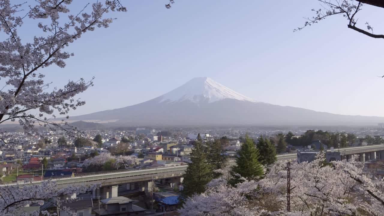 Perfect view out on Mt. Fuji framed beautifully by Sakura