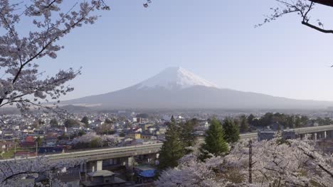 perfect view out on mt. fuji framed beautifully by sakura