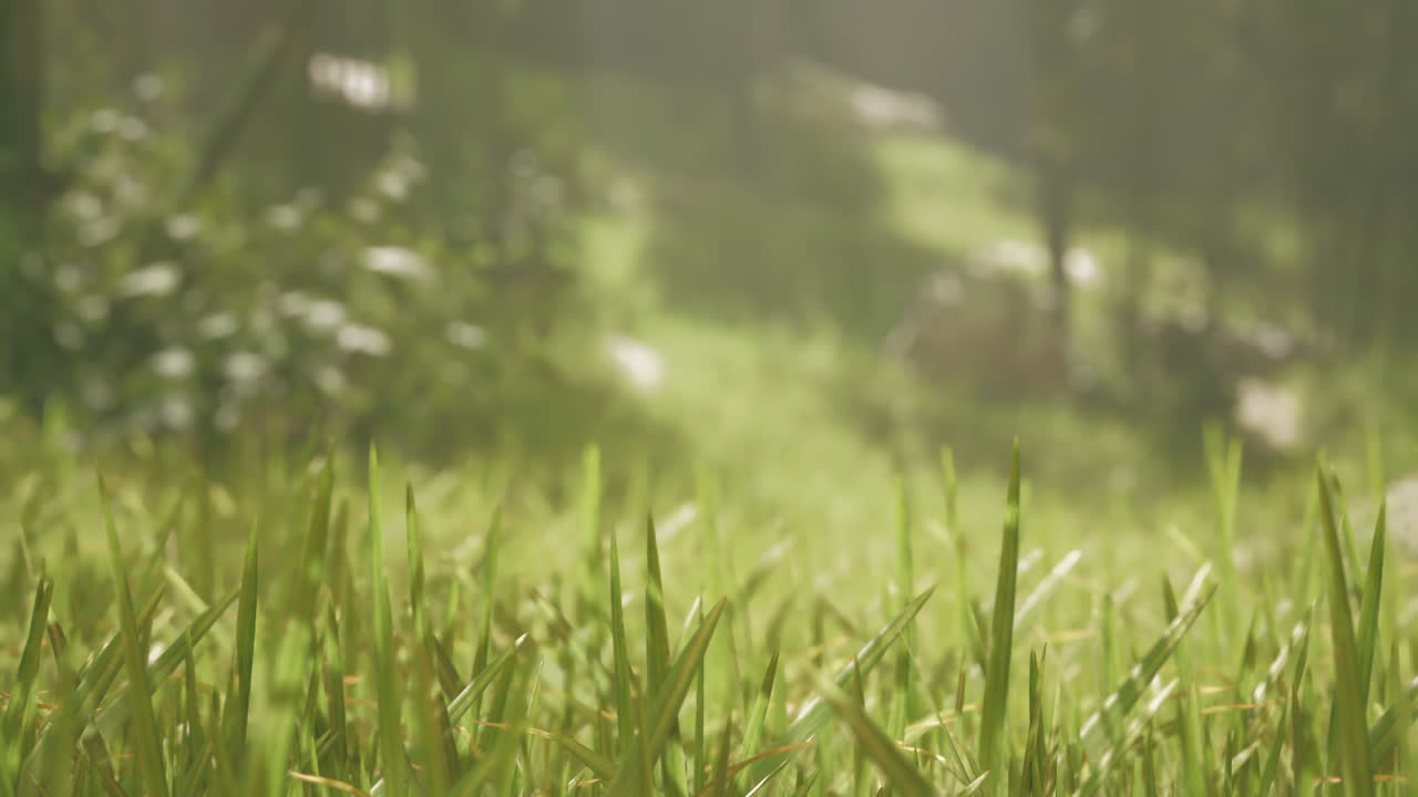 숲 속 의 풀 의 근접적 인 모습