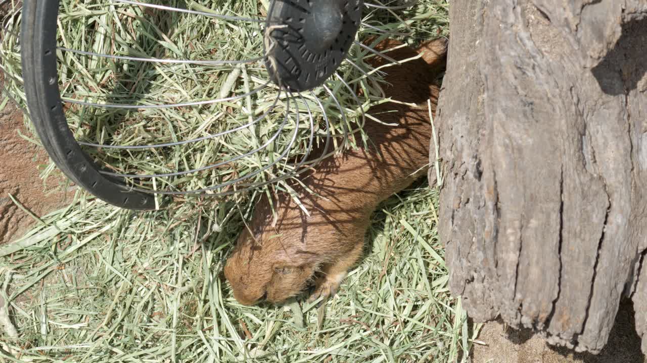 검은 꼬리 대초원 개 cynomys ludovicianus 먹는